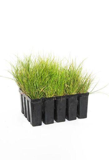 Grasses – Australian Ecosystem